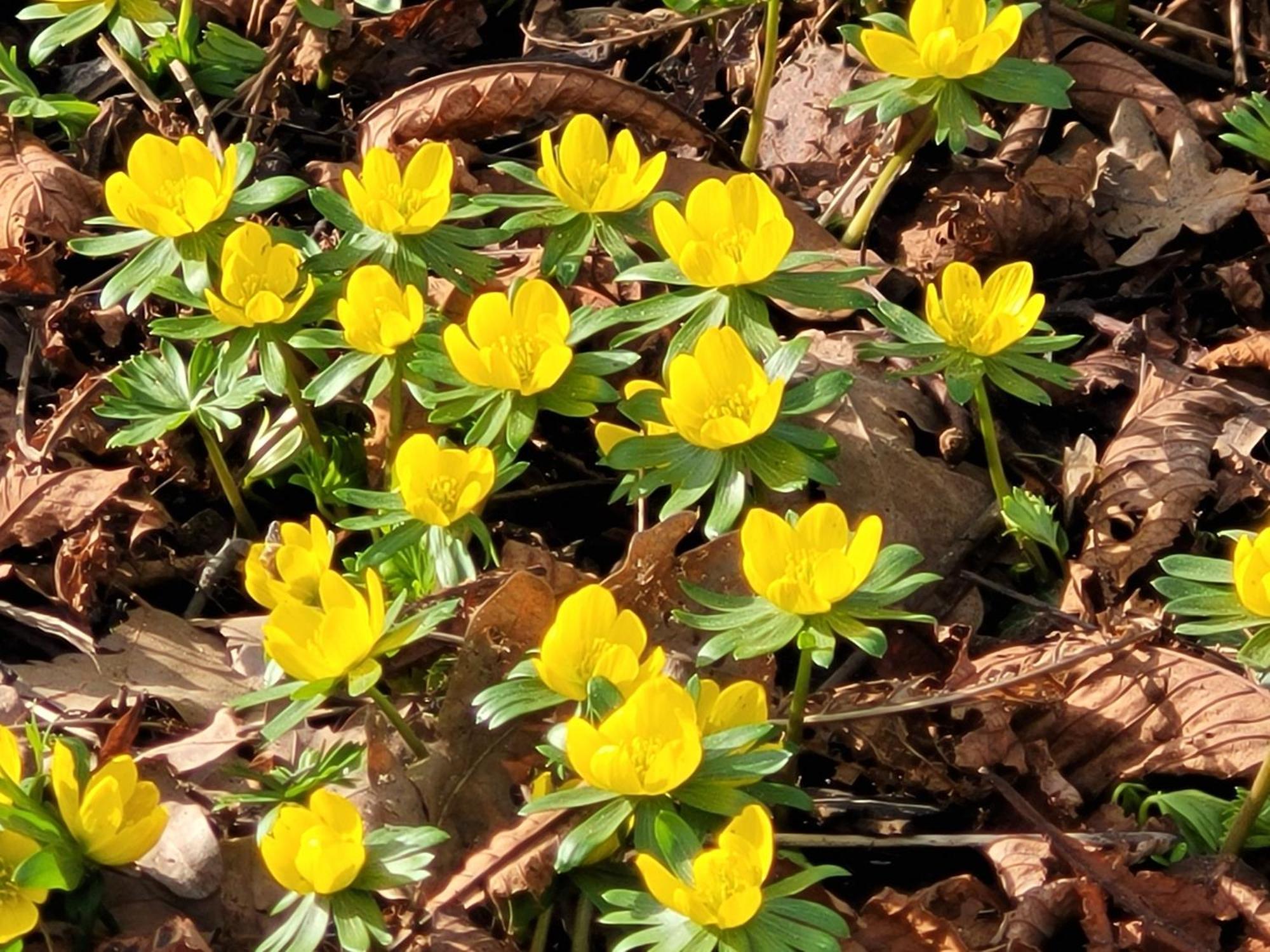 Blick In Den Garten Holzschlag Eksteriør billede