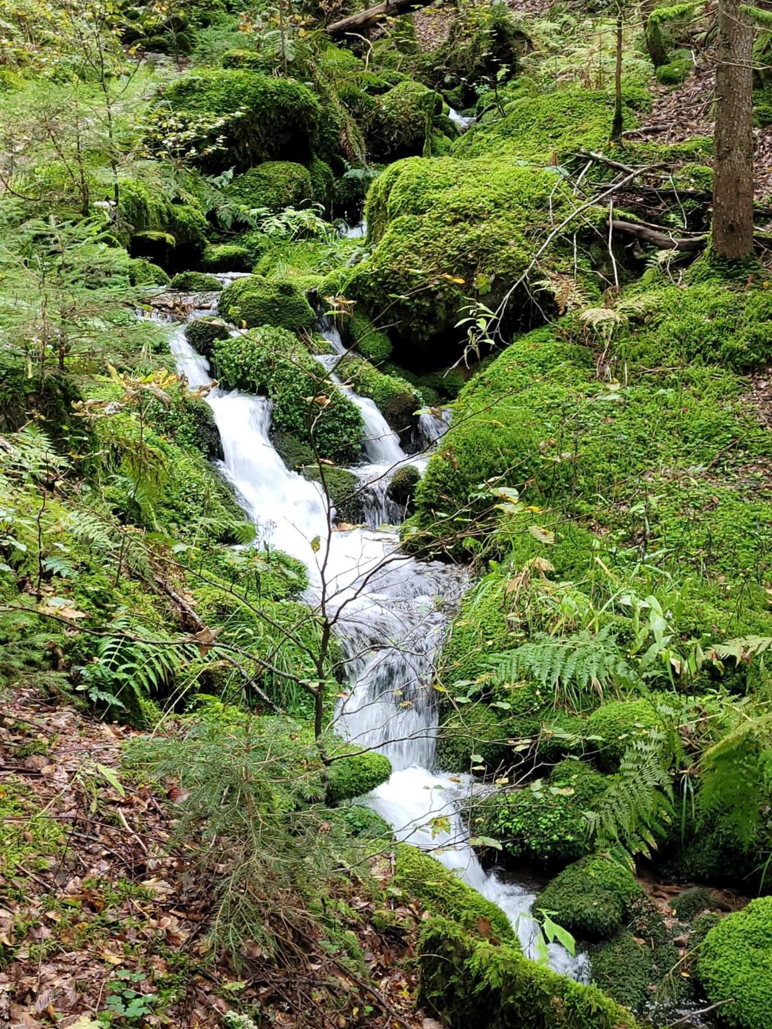 Blick In Den Garten Holzschlag Eksteriør billede